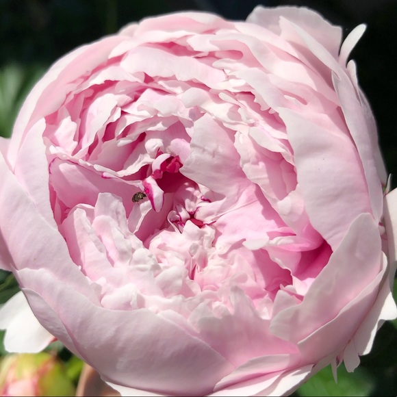 Meet your Posher, Lo - Picture 1 of 1